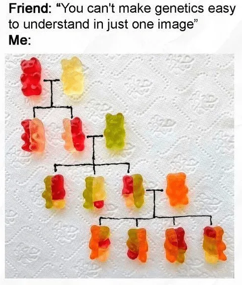 Gummy Bear Genetics