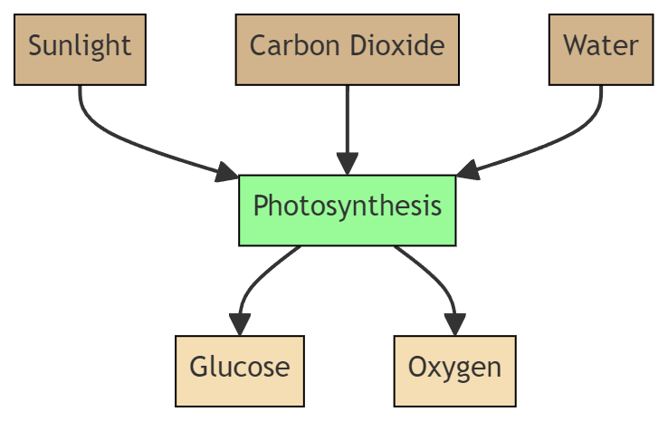 Flow diagram of photosynthesis. Sunlight, carbon dioxide and water feed into a photosynthesis step, which outputs glucose and oxygen.